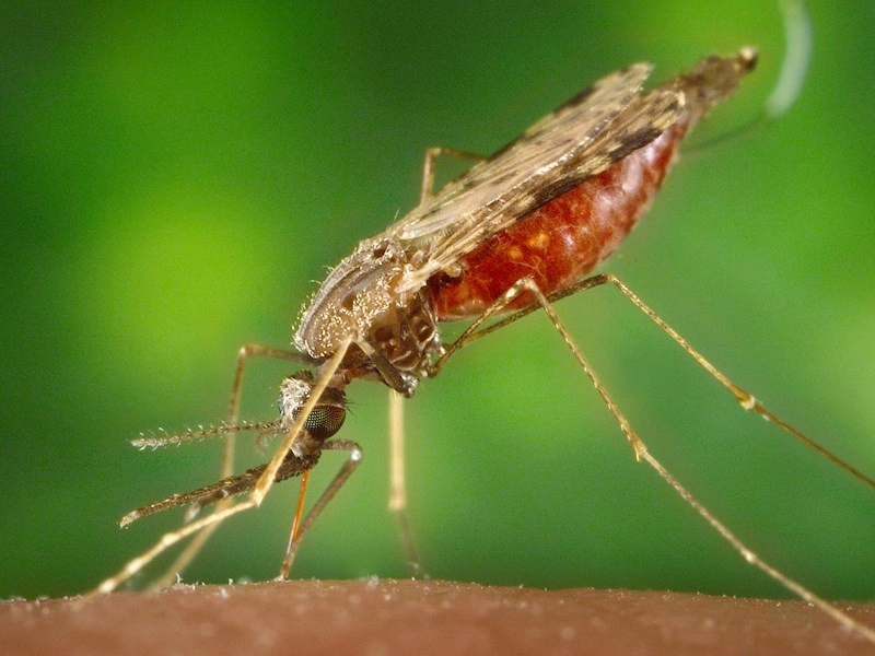 Multiresistent malaria i Sydøstasien